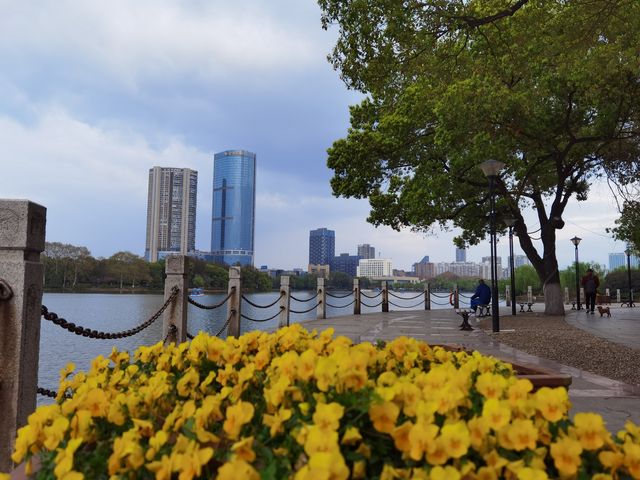 馬鞍山雨山湖，花有約，春不誤