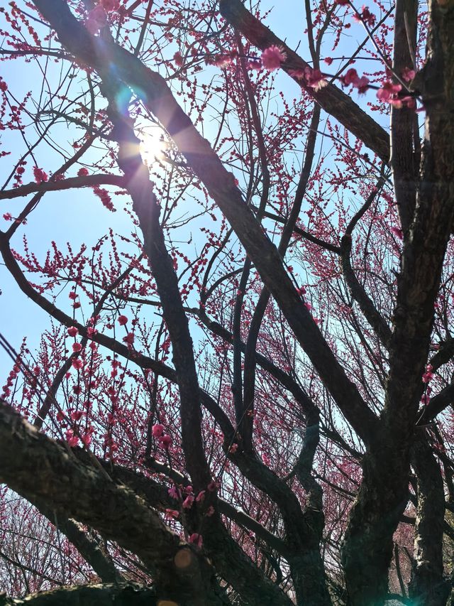 周末郊遊-花開海上生態園