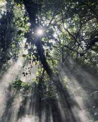 廈門植物園 仿彿誤入愛麗絲仙境