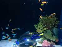 陽光海岸水族館 | 開啟奇妙的海底之旅