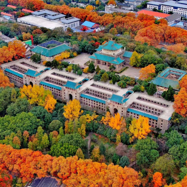 Wuhan University Cherry 🍒 Blossom 🌸 