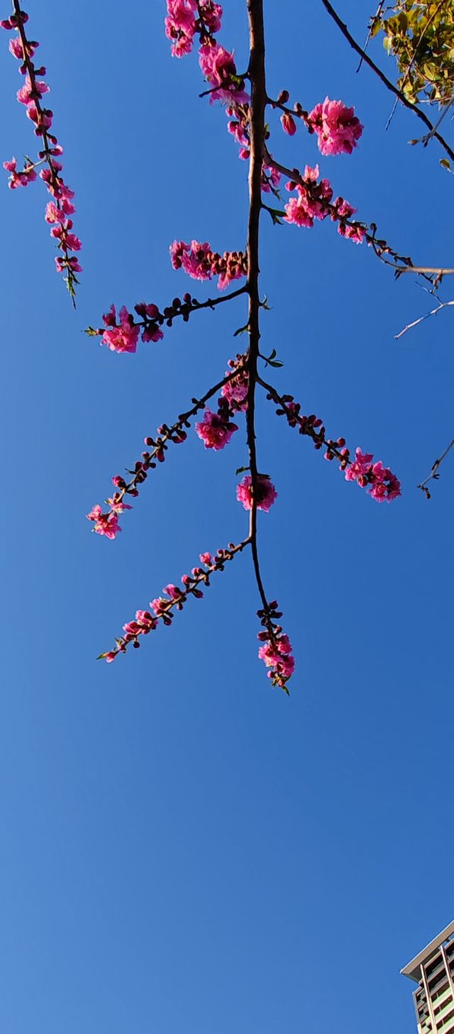 【春日尋芳】東京也有小桃花，寫意入畫天幕上：）