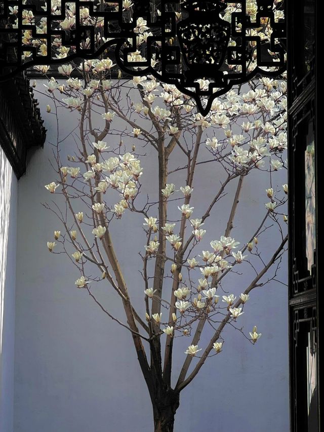 春訪蘇園，邂逅玉蘭花
