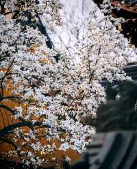 靈谷寺的白玉蘭真的太美了