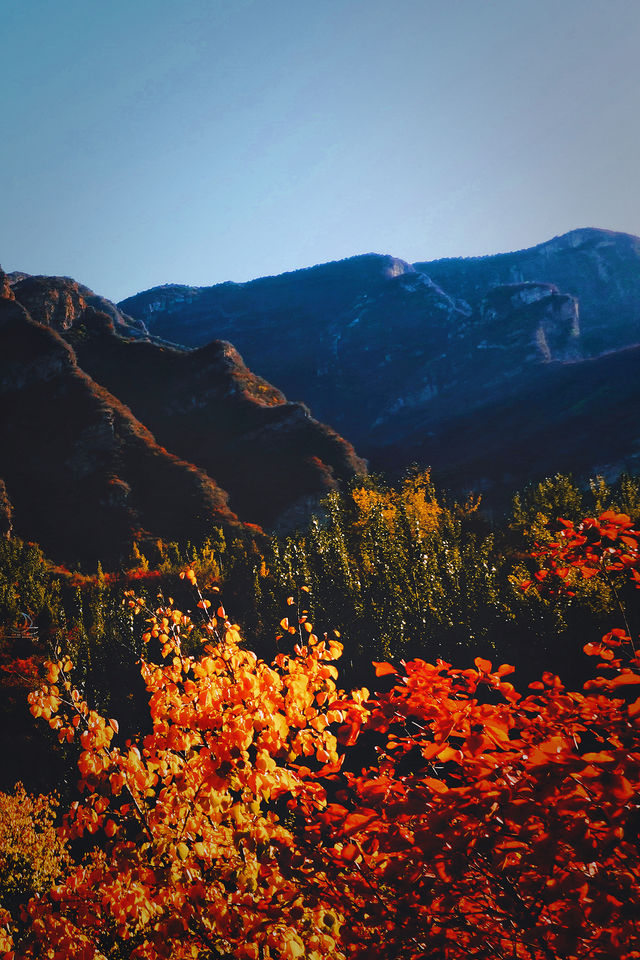 金秋未來的北京看萬山紅遍，層林盡染