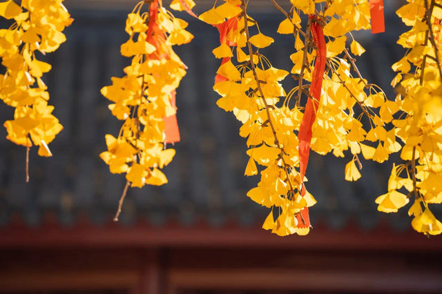 張家港穿越百年雙杏寺