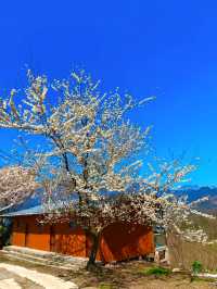 在成都！雪山和櫻花，我心中輕徒步天花板！！