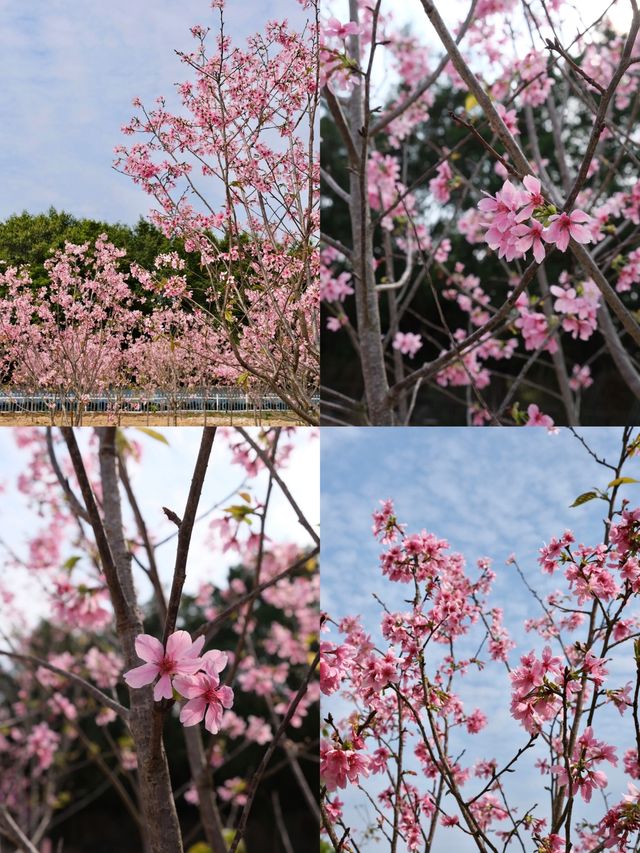 東莞春日遊園賞櫻花