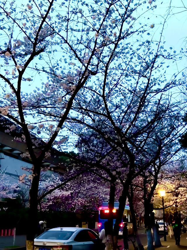 南京雞鳴寺櫻花旅遊攻略