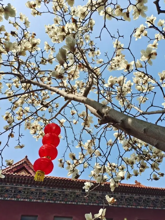 In Suzhou, I captured the same style of imperial 🟠 magnolia flowers as those in the Forbidden City of Beijing