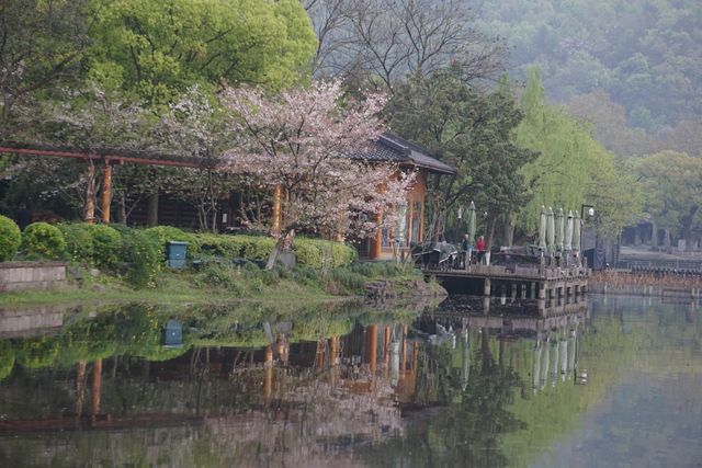 雖昨夜杭州一場雨，曲院風荷這個神仙賞花機位的賞櫻攻略還能安排