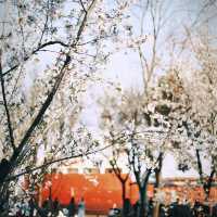 Cherry blossom view points in Shanghai 