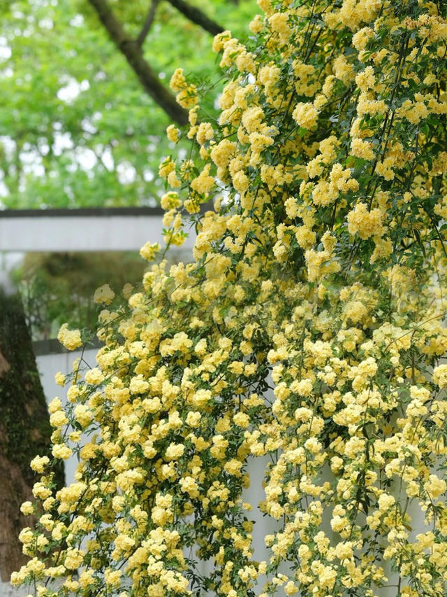 假期好去處4月的寧波黃木香瀑布開了