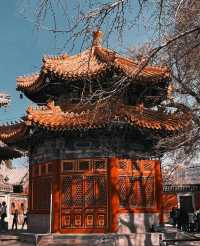 北京藝術博物館|觀古建賞玉蘭，太美了