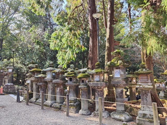 日本奈良公園可以零距離接觸小鹿