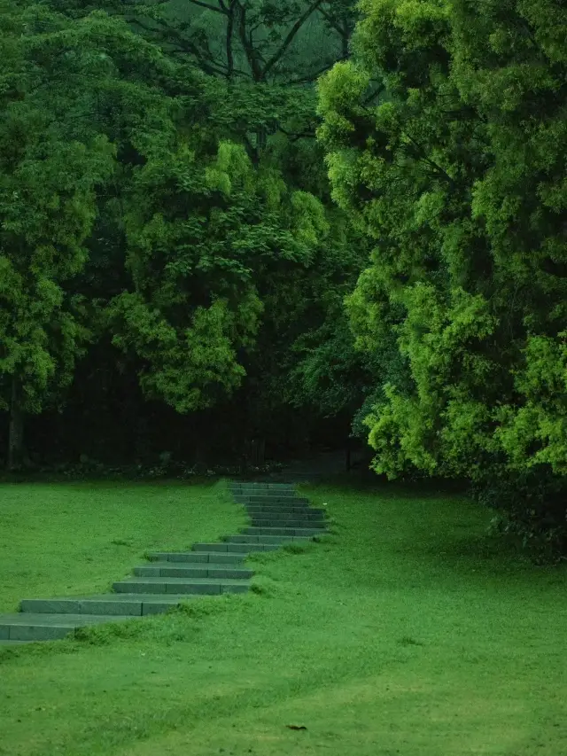 深圳公園拍照|愛上雨天的綠色！孩子花海！