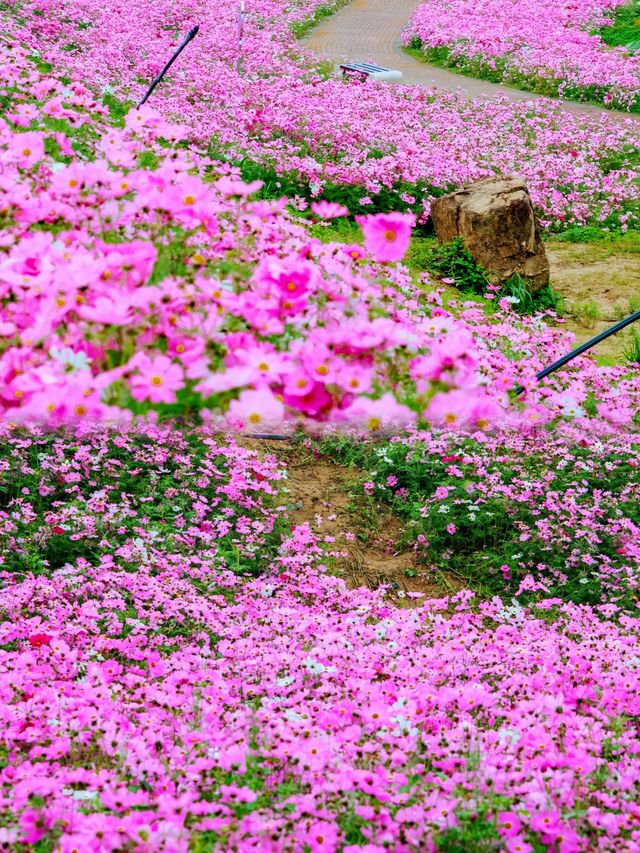 廈門·格桑花｜掉進了油畫般的春天裡