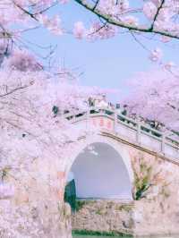 藥王谷的夢幻粉色花海為你而來