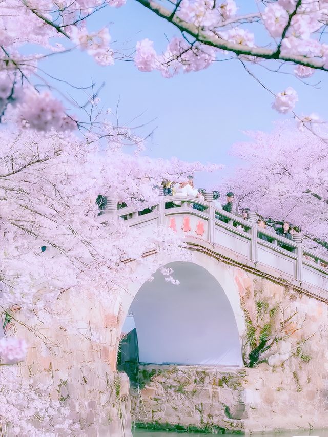 藥王谷的夢幻粉色花海為你而來