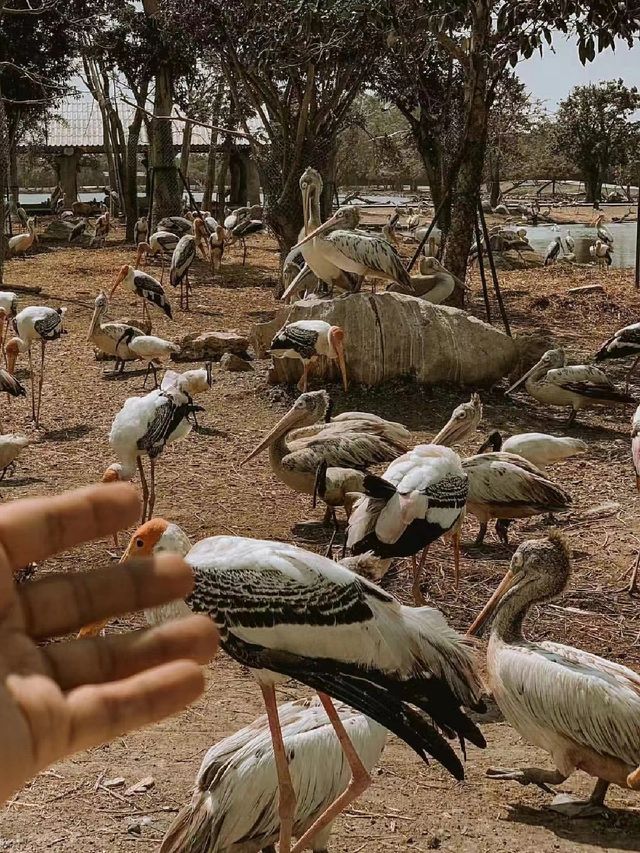 探索自然之美——曼谷野生動物世界的奇妙旅程