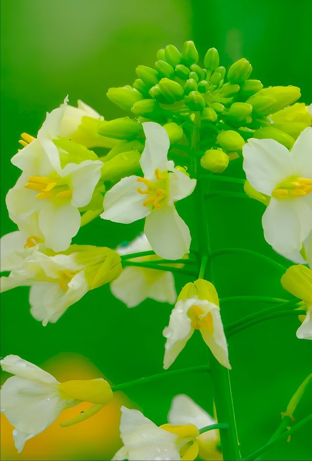 廣州的油菜花海美得跟一幅畫一樣！媽呀!