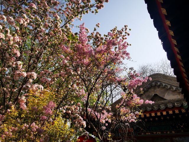 北京法源寺，一場一丁香花事