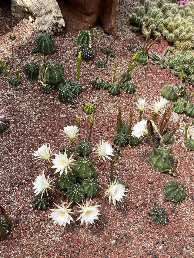 江蘇南通洲際綠博園·週末遛娃好去處