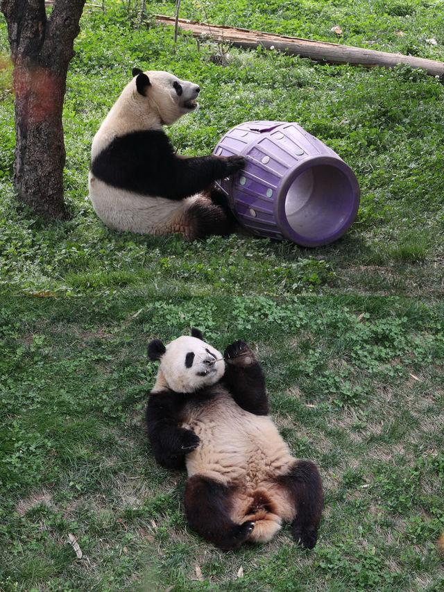 陝西丨西安秦嶺野生動物園看攻略