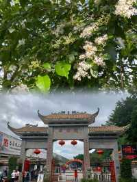 春天去龍母廟,廣西行不可錯過