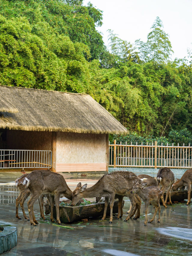 Visit Chengdu! The Jinsha Site is a must-see! Only leave after you've toured it...