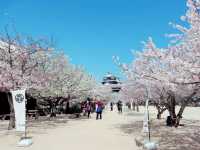 Matsuyama Shiroyama Sakura Heart