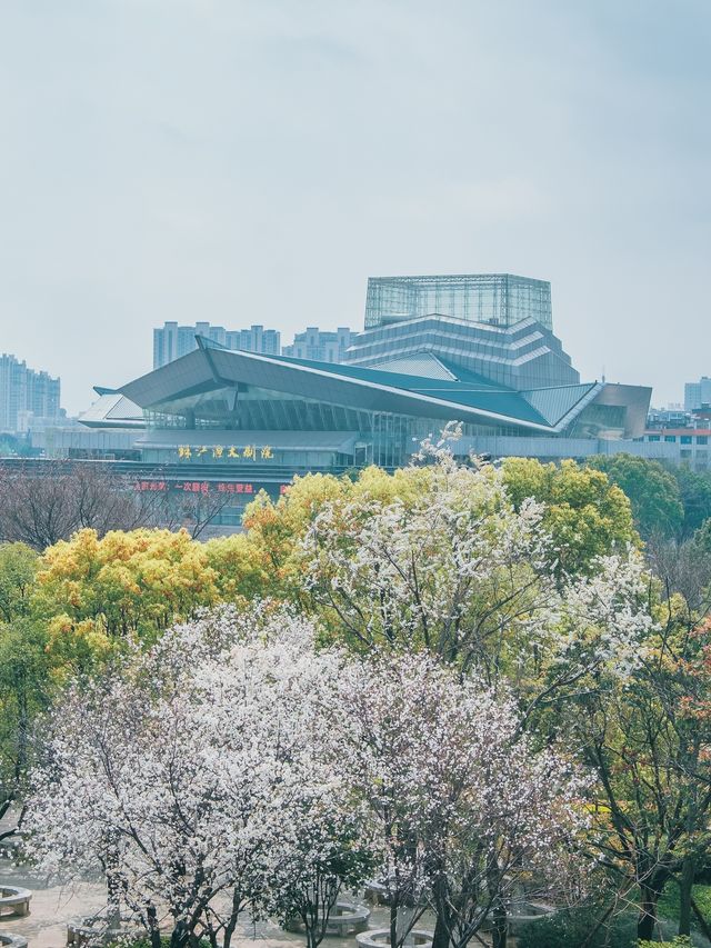 自駕雲南｜曲靖寥廓公園，粉色系賞花夢想之地