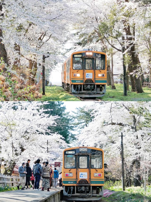 4月底去日本，必須錯峰賞櫻花呀！|||