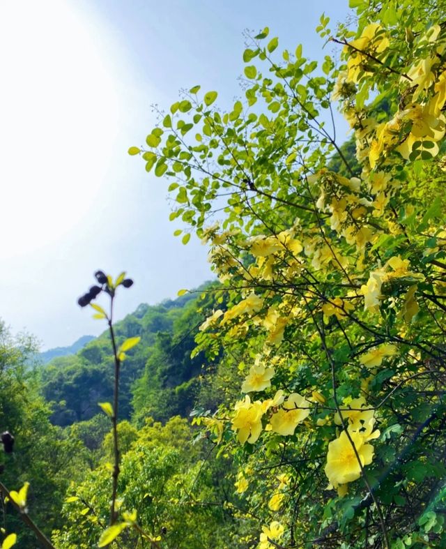 西安每週一山 適合小白 春日踏青賞花