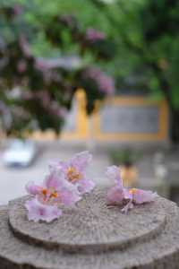 赴約常熟清涼寺百年楸樹開花