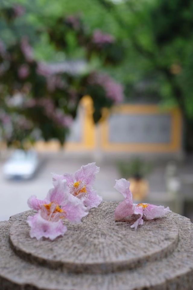 赴約常熟清涼寺百年楸樹開花