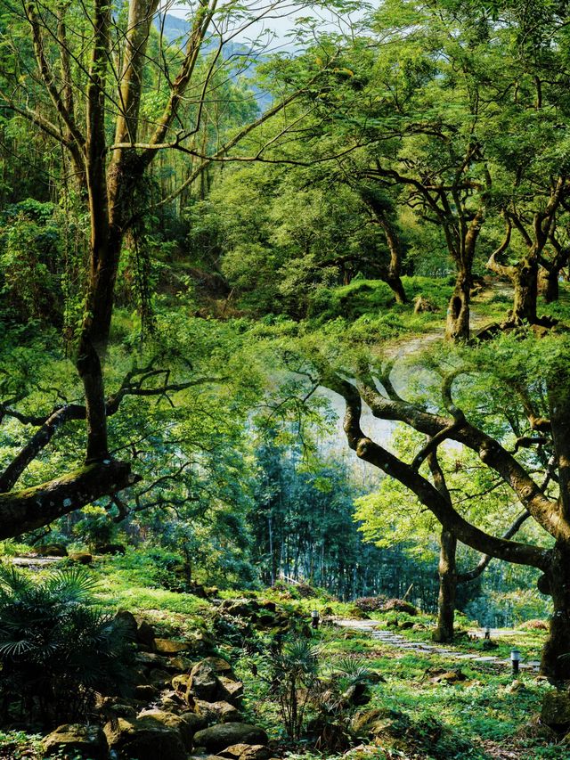 廣州邓山觀星小鎮的古榄園，一個連本地人都鮮為人知的綠意天地