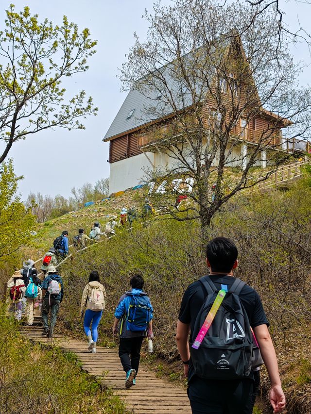 本週可衝海坨山谷山花待放進行時