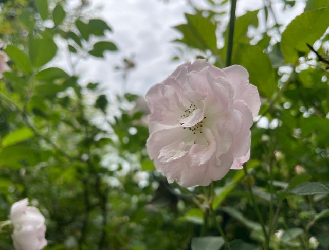 南京浦口老山森林公園