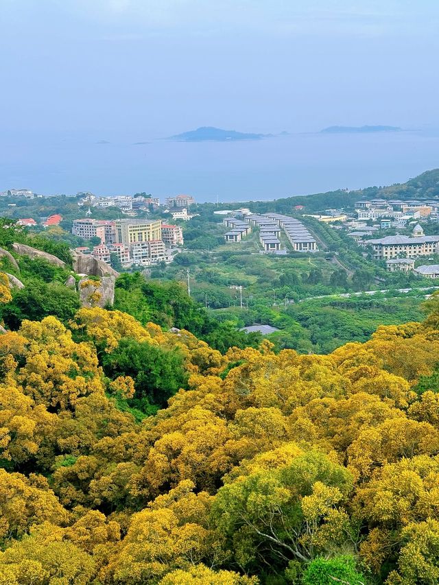 廈門健康步道林海線-五月必看的相思樹花海