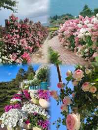 麗江聽花谷是一個集自然風光、花卉觀賞、文化體驗於一體的旅遊景點