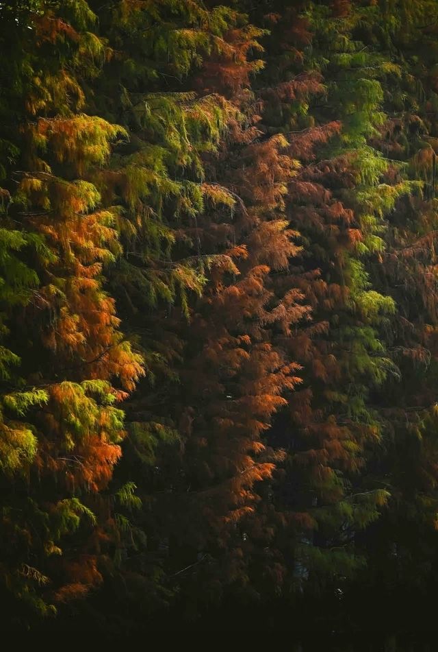 落羽杉紅了！藏在廣州市區的冬日童話森林等了一年