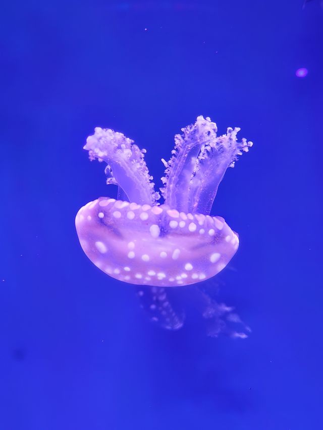 湘湖旁邊隱藏著的海洋館