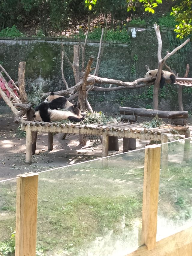 四川成都｜成都動物園，與動物親密接觸。