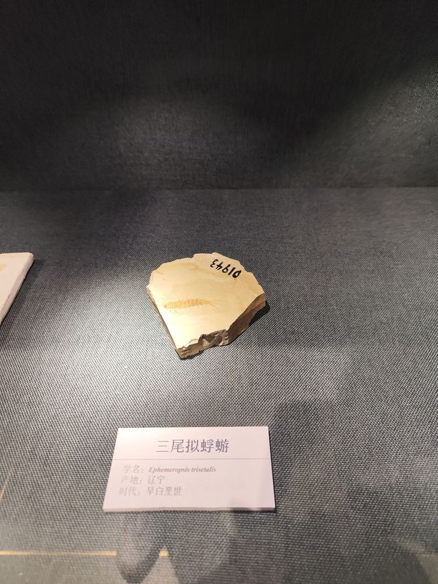景點攻略：大連自然博物館。