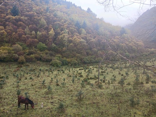 Misty mountains and brooding horses
