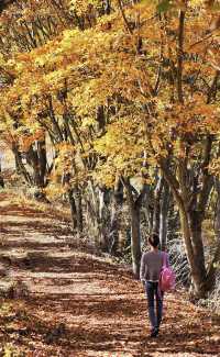 東京河口湖富士山賞紅葉全攻略。
