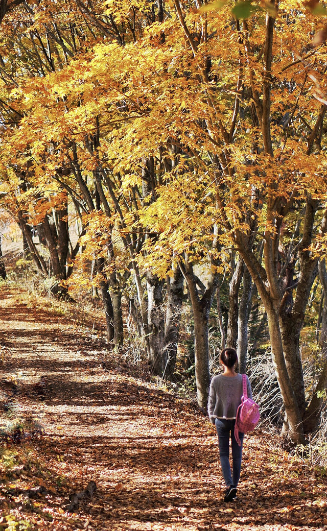 東京河口湖富士山賞紅葉全攻略。