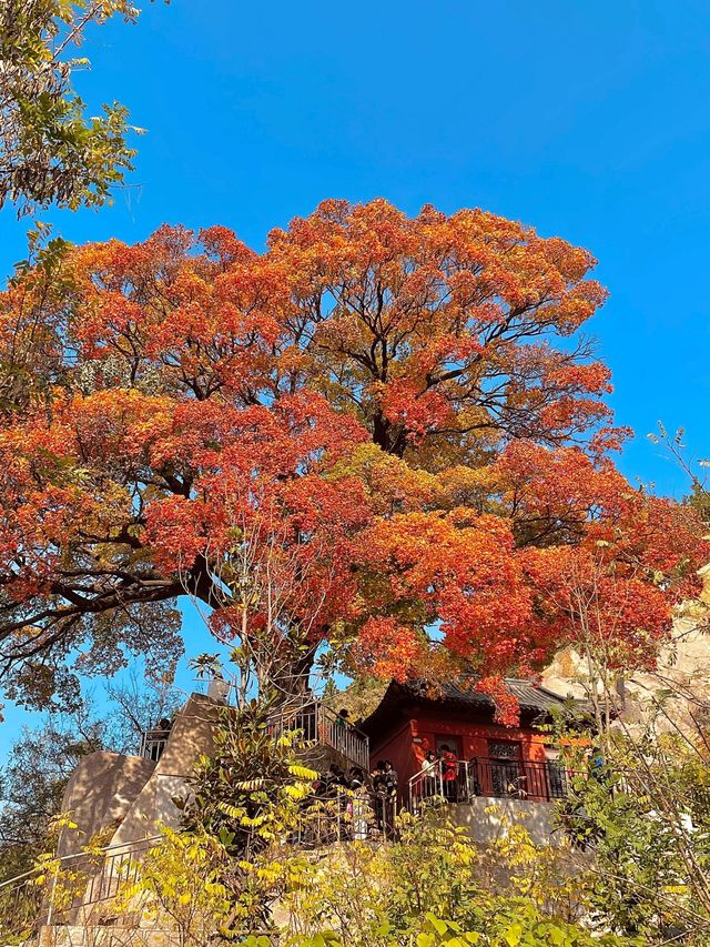 青島嶗山的秋天美得令人驚嘆。