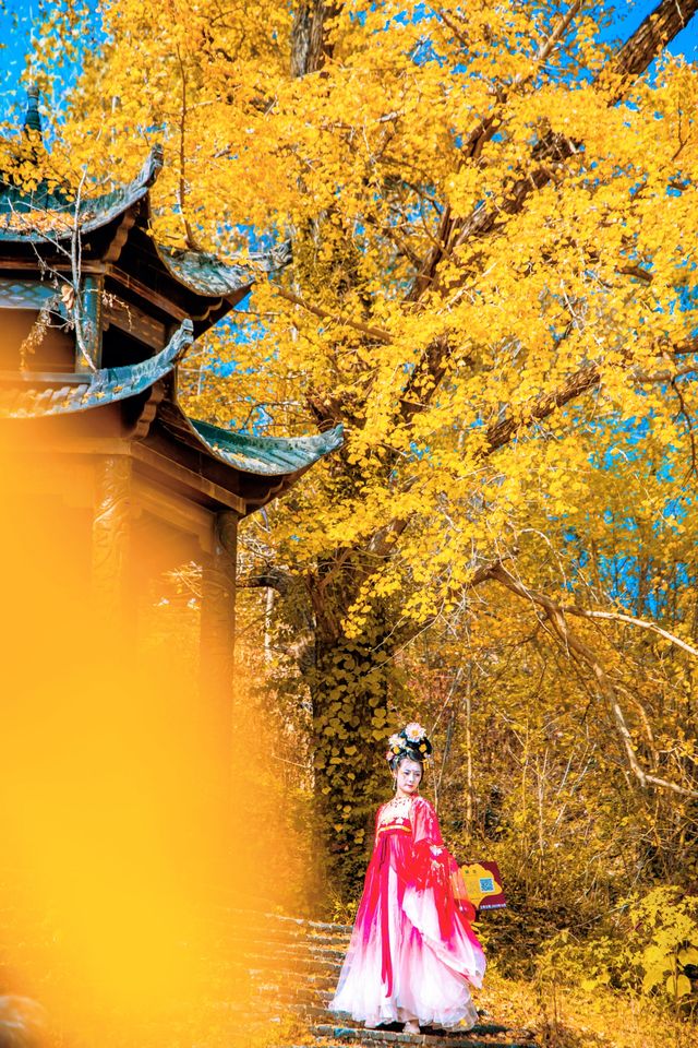 湖北隨州千年銀杏谷，邂逅金色浪漫。